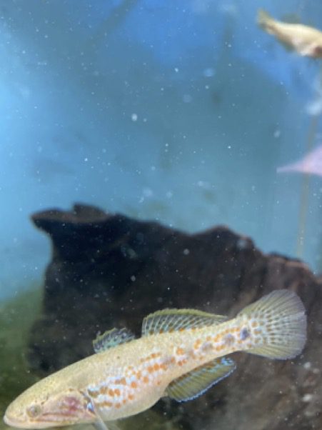 southern purple spotted gudgeon